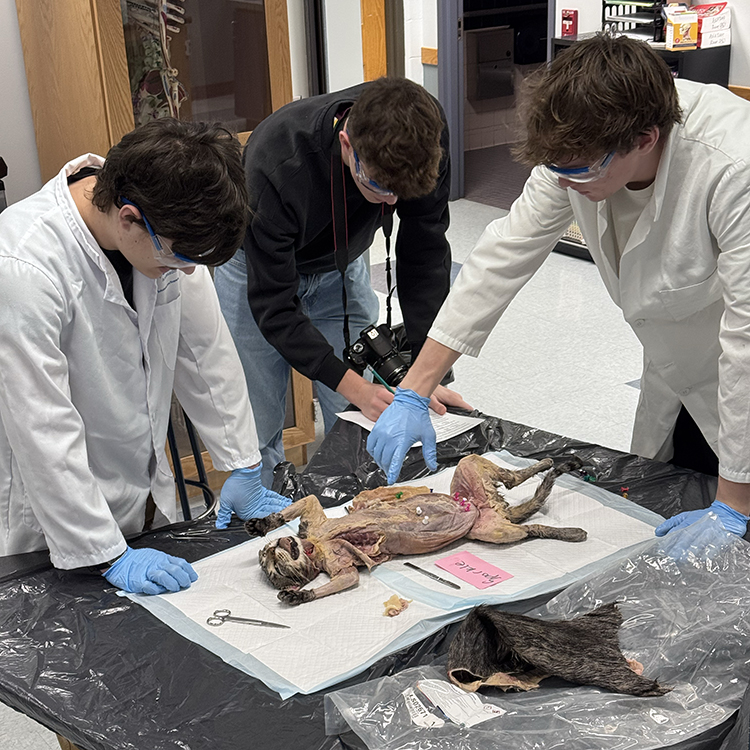 Cat Dissection